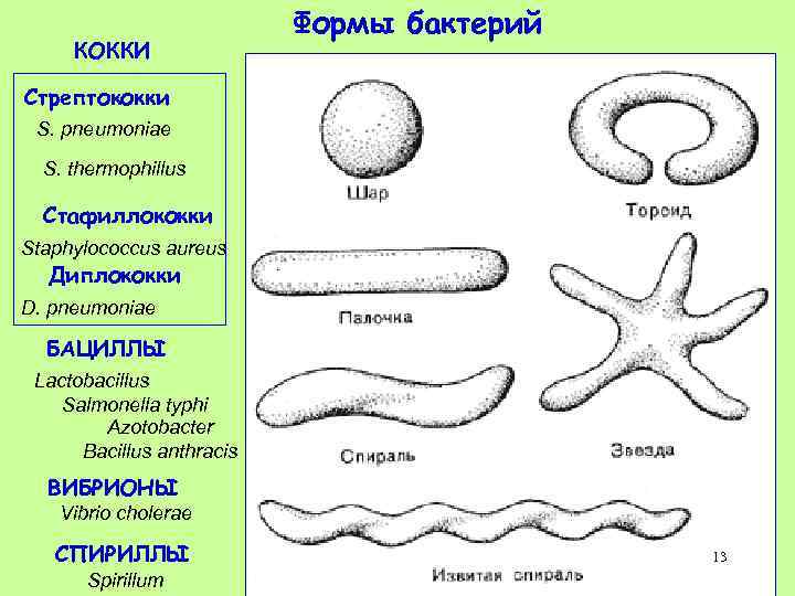 КОККИ Формы бактерий Стрептококки S. pneumoniae S. thermophillus Стафиллококки Staphylococcus aureus Диплококки D. pneumoniae