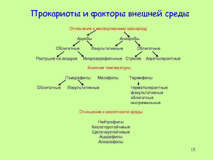 Классификация прокариот схема. Прокариоты бактерии классификация.
