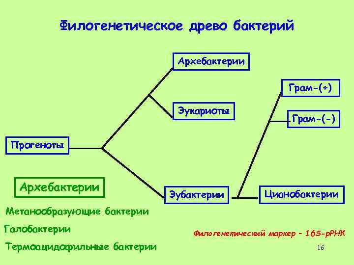 Филогенетическое древо бактерий Архебактерии Грам-(+) Эукариоты Грам-(-) Прогеноты Архебактерии Эубактерии Цианобактерии Метанообразующие бактерии Галобактерии