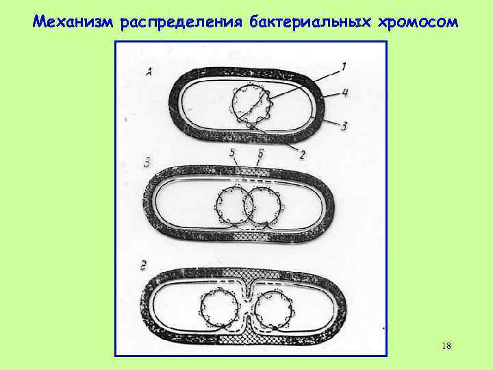 Имеется кольцевая хромосома. Схема деления прокариотической клетки. Кольцевая хромосома бактерии. Жизненный цикл прокариотической клетки. Механизм распределения бактериальных хромосом:.