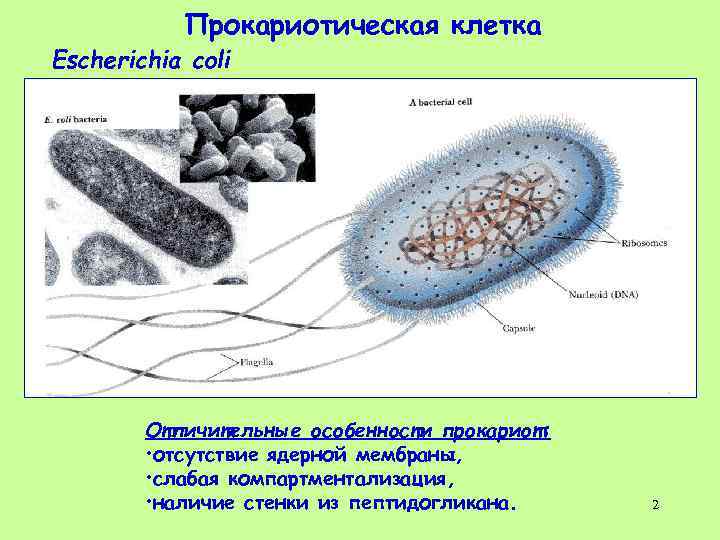 Прокариотическая клетка Escherichia coli Отличительные особенности прокариот: • отсутствие ядерной мембраны, • слабая компартментализация,