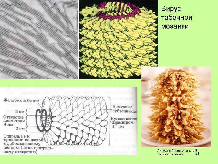 Вирус табачной мозаики Литовский национальный 21 пирог «Шакотис» 