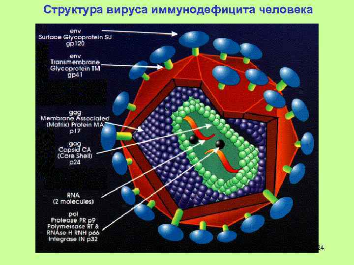 Структура вируса иммунодефицита человека 24 