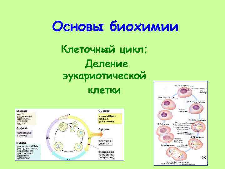 Основы биохимии Клеточный цикл; Деление эукариотической клетки 26 