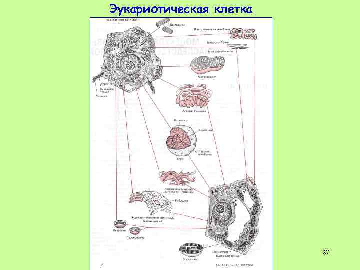 Эукариотическая клетка 27 