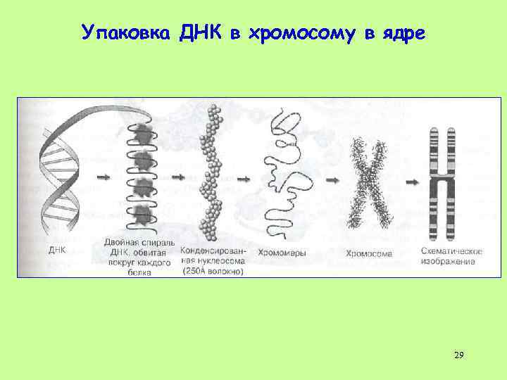 Упаковка ДНК в хромосому в ядре 29 