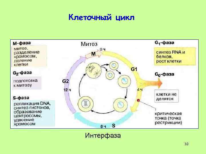 1 жизненный цикл клетки митоз. Стадия g1 клеточного цикла. Клеточный цикл схема g0. Схема клеточного цикла митоза. Митоза фазы g1 g2.
