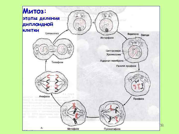 Диплоидной материнской клетки