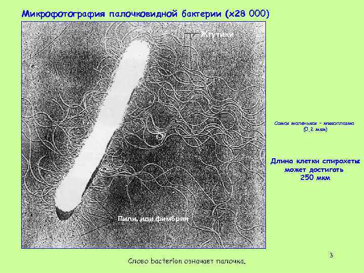 Микрофотография палочковидной бактерии (х28 000) Жгутики Самая маленькая – микоплазма (0, 2 мкм) Длина