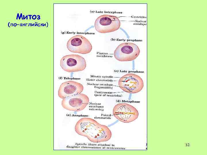 Митоз (по-английски) 32 