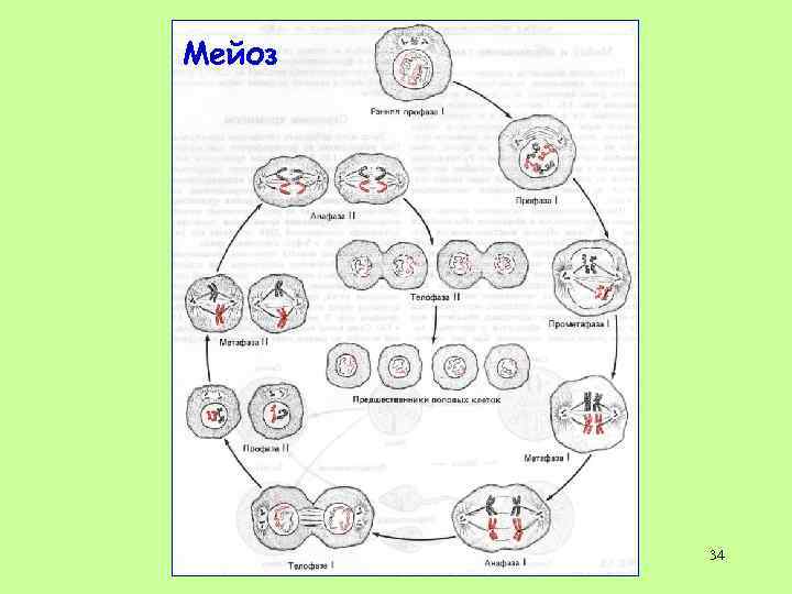 Мейоз 34 