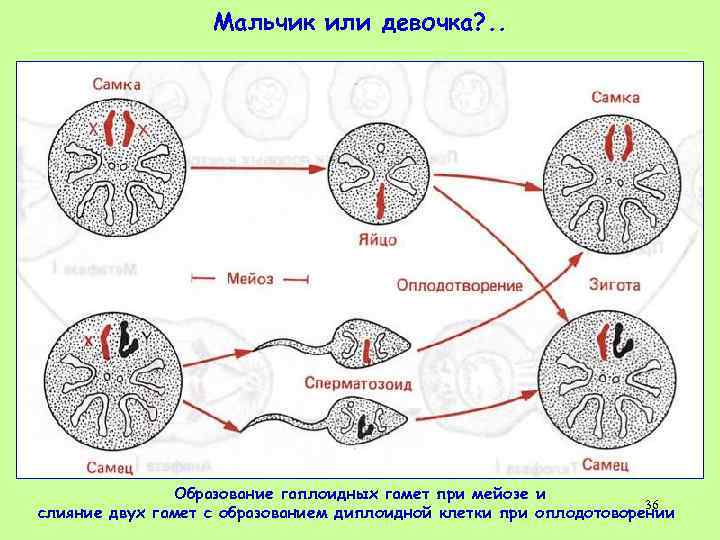 Образование гаплоидных клеток