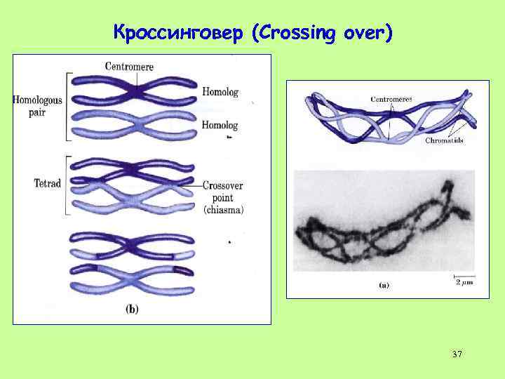 Кроссинговер (Crossing over) 37 