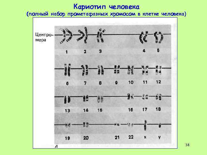 Кариотип человека (полный набор прометафазных хромосом в клетке человека) 38 