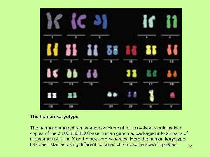 The human karyotype The normal human chromosome complement, or karyotype, contains two copies of