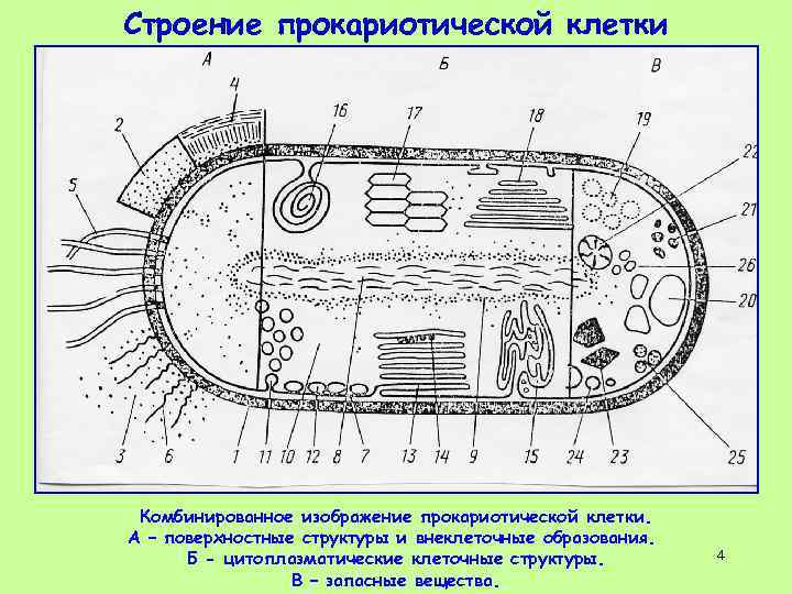 Схема строения прокариотической клетки