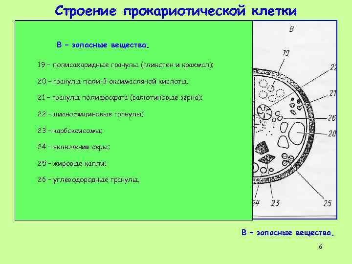 Строение прокариотической клетки В – запасные вещества. 19 – полисахаридные гранулы (гликоген и крахмал);