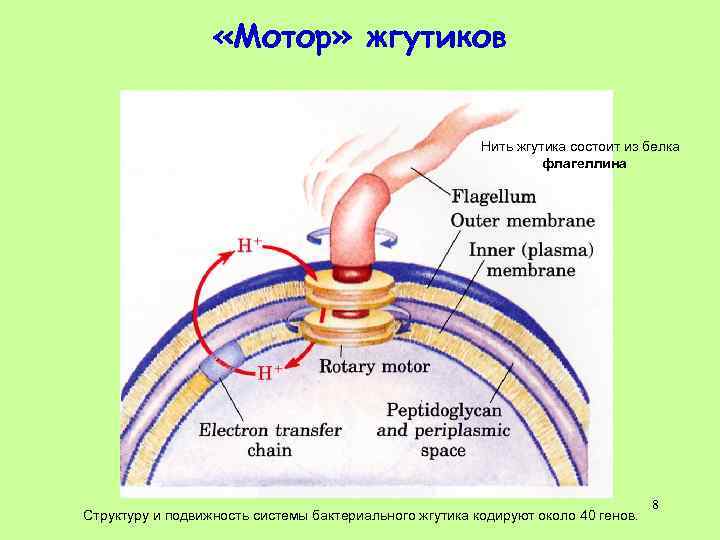  «Мотор» жгутиков Нить жгутика состоит из белка флагеллина Структуру и подвижность системы бактериального