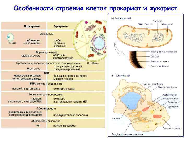 Особенности строения клеток прокариот и эукариот 10 