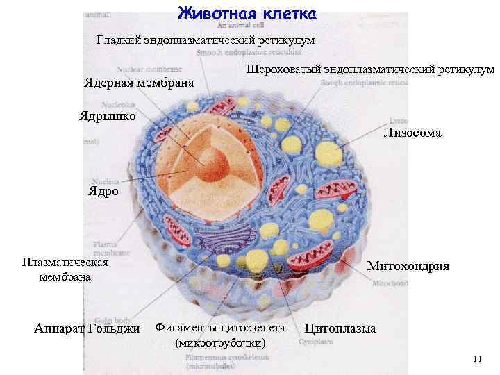 Животная клетка Гладкий эндоплазматический ретикулум Ядерная мембрана Шероховатый эндоплазматический ретикулум Ядрышко Лизосома Ядро Плазматическая