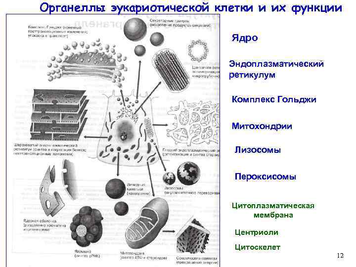 Органеллы эукариотической клетки и их функции Ядро Эндоплазматический ретикулум Комплекс Гольджи Митохондрии Лизосомы Пероксисомы