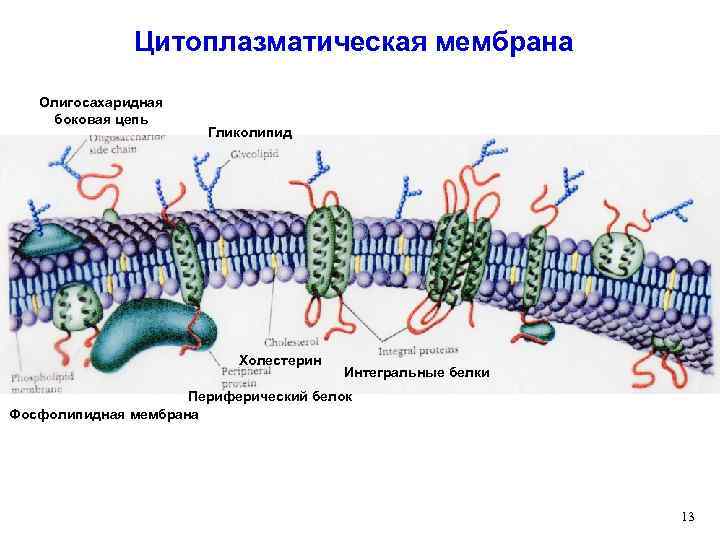 Цитоплазматическая мембрана Олигосахаридная боковая цепь Гликолипид Холестерин Интегральные белки Периферический белок Фосфолипидная мембрана 13