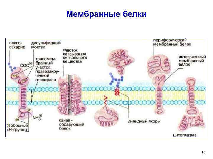 Мембранные белки 15 