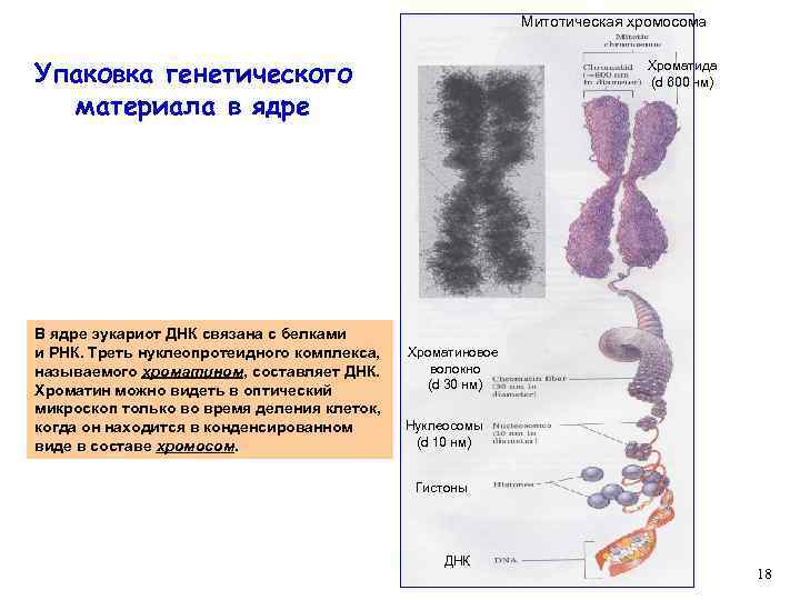 Митотическая хромосома Упаковка генетического материала в ядре В ядре эукариот ДНК связана с белками