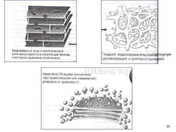 ретикулум дов) 20 