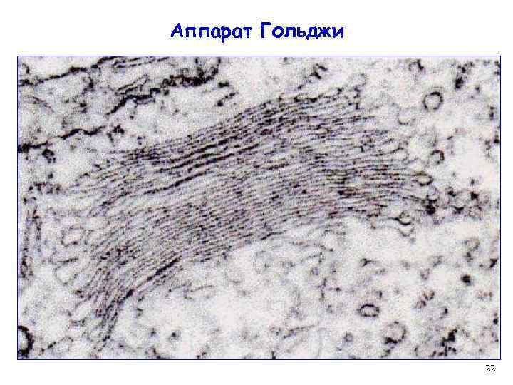Аппарат Гольджи 22 