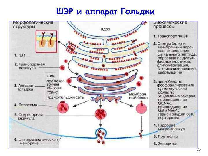 ШЭР и аппарат Гольджи 23 