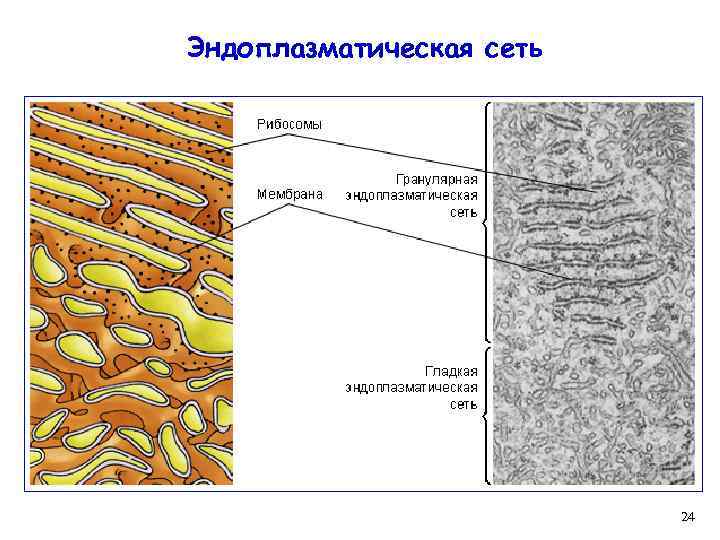 Эндоплазматическая сеть 24 