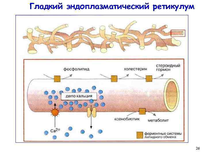 Гладкий эндоплазматический ретикулум 26 