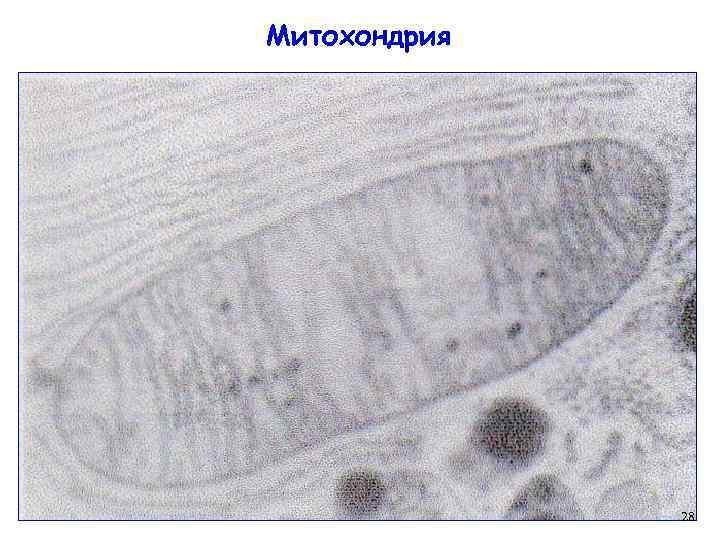 Митохондрия 28 