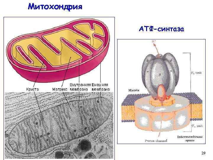 Митохондрия АТФ-синтаза 29 