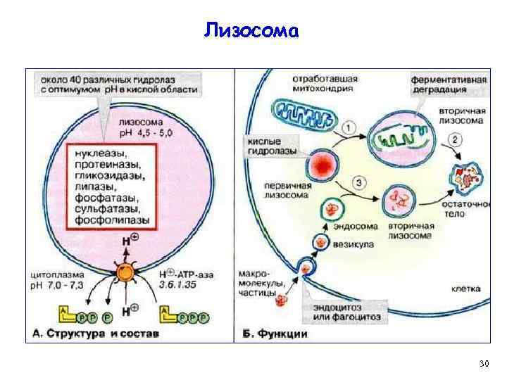 Лизосома 30 