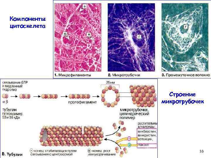 Компоненты цитоскелета Строение микротрубочек 33 