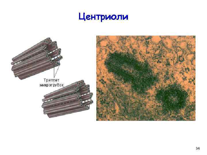 Центриоли 34 
