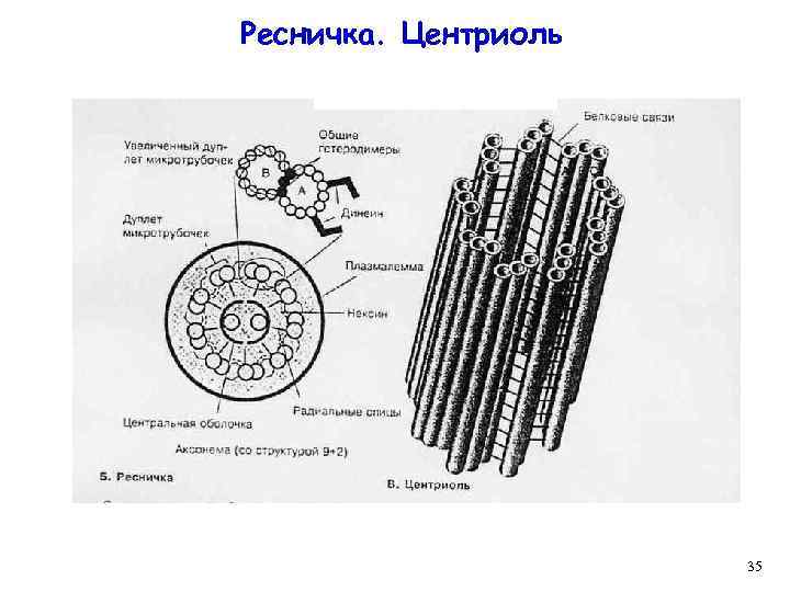 Ресничка. Центриоль 35 