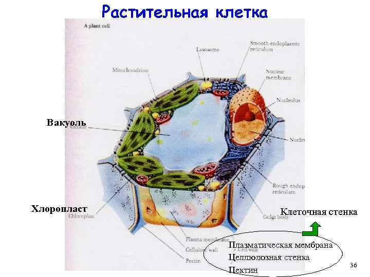 Растительная клетка Вакуоль Хлоропласт Клеточная стенка Плазматическая мембрана Целлюлозная стенка Пектин 36 