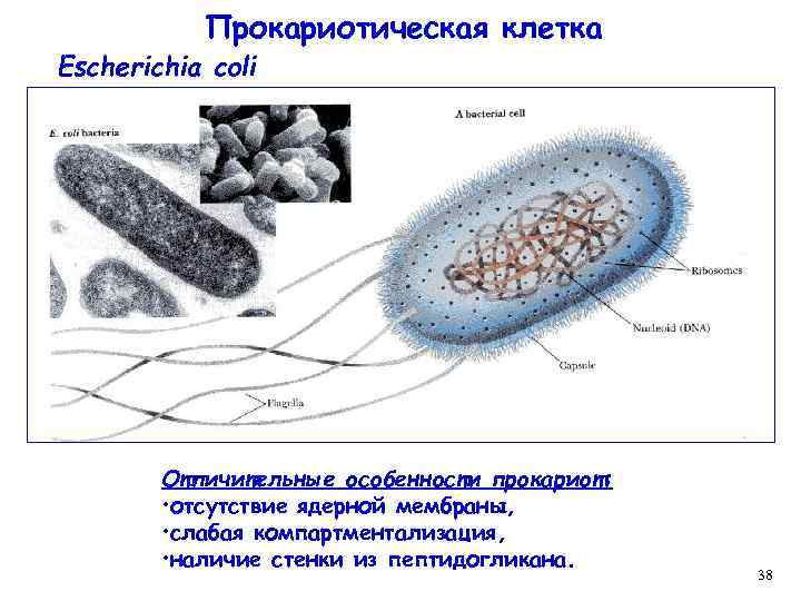 Прокариотическая клетка Escherichia coli Отличительные особенности прокариот: • отсутствие ядерной мембраны, • слабая компартментализация,