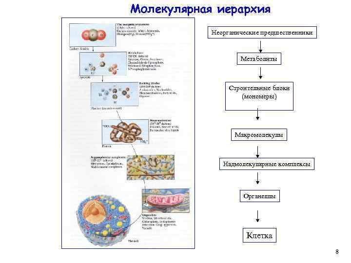 Молекулярная иерархия Неорганические предшественники Метаболиты Строительные блоки (мономеры) Макромолекулы Надмолекулярные комплексы Органеллы Клетка 8