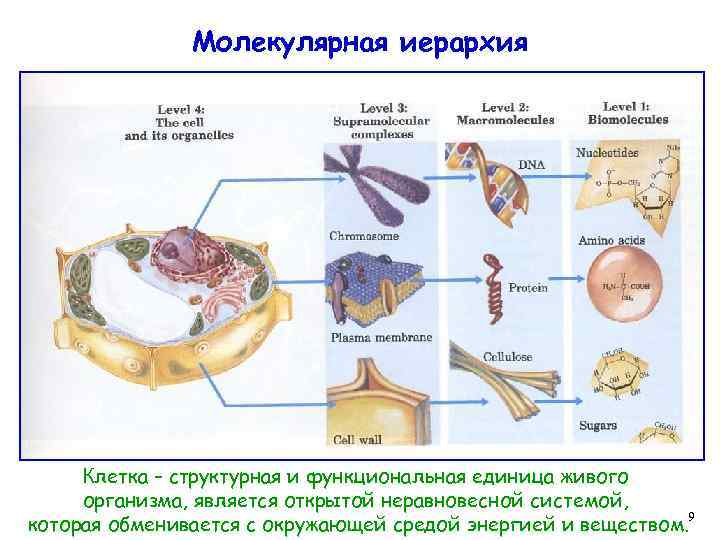 Молекулярная иерархия Клетка – структурная и функциональная единица живого организма, является открытой неравновесной системой,