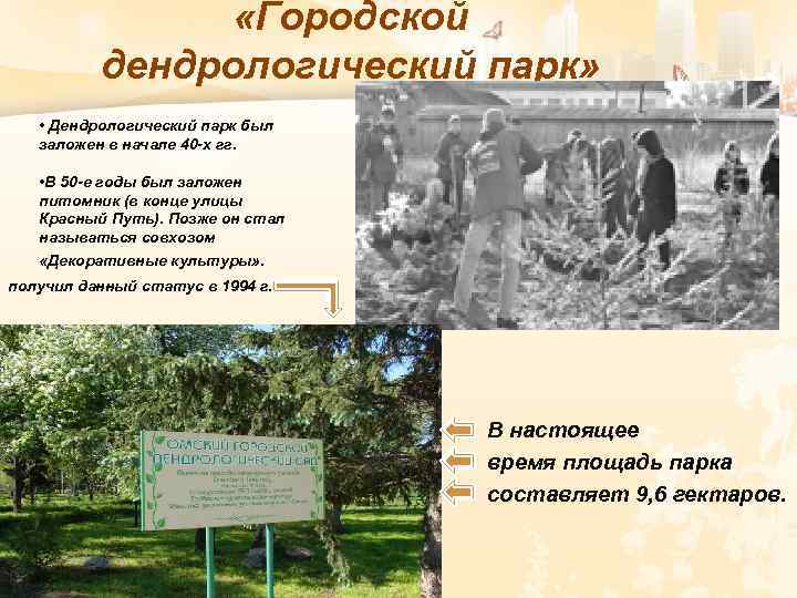  «Городской дендрологический парк» • Дендрологический парк был заложен в начале 40 -х гг.