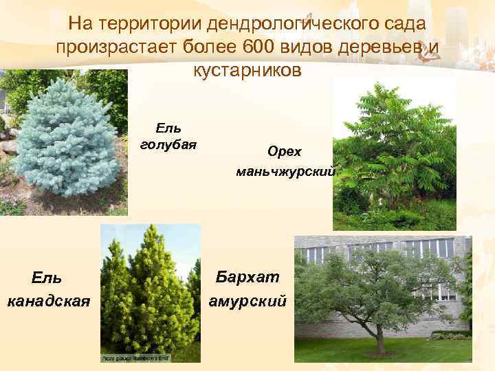 На территории дендрологического сада произрастает более 600 видов деревьев и кустарников Ель голубая Ель