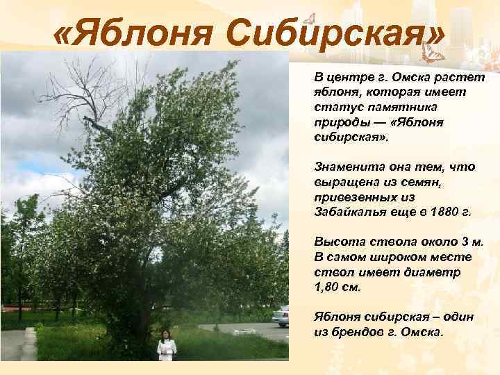  «Яблоня Сибирская» В центре г. Омска растет яблоня, которая имеет статус памятника природы