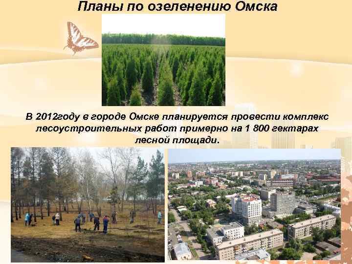 Планы по озеленению Омска В 2012 году в городе Омске планируется провести комплекс лесоустроительных