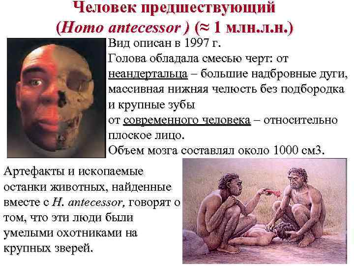 Человек предшествующий (Homo antecessor ) (≈ 1 млн. л. н. ) Вид описан в