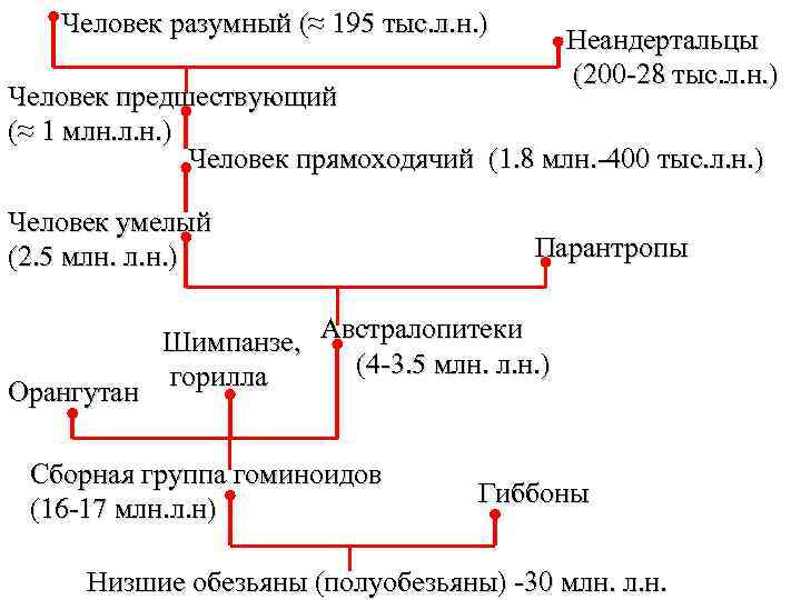 Человек разумный (≈ 195 тыс. л. н. ) Неандертальцы (200 -28 тыс. л. н.