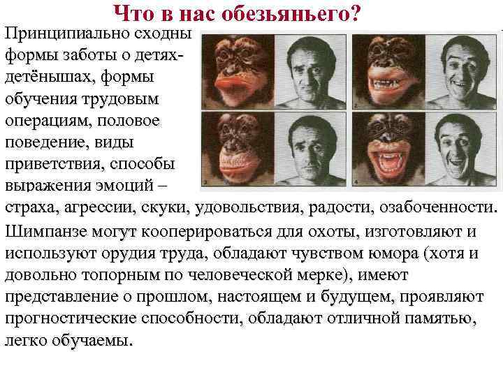 Что в нас обезьяньего? Принципиально сходны формы заботы о детяхдетёнышах, формы обучения трудовым операциям,